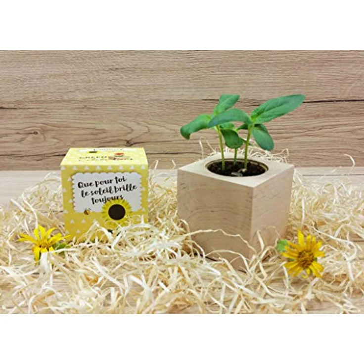 Feel Green Celebrations Ecocube, Anzuchtset mit Sonnenblumen Bio Samen, Holzwürfel mit Lasergravur «Für Dich Soll Immer Die Sonne Scheinen», nachhaltig, Made in Austria, Green – Bild 5