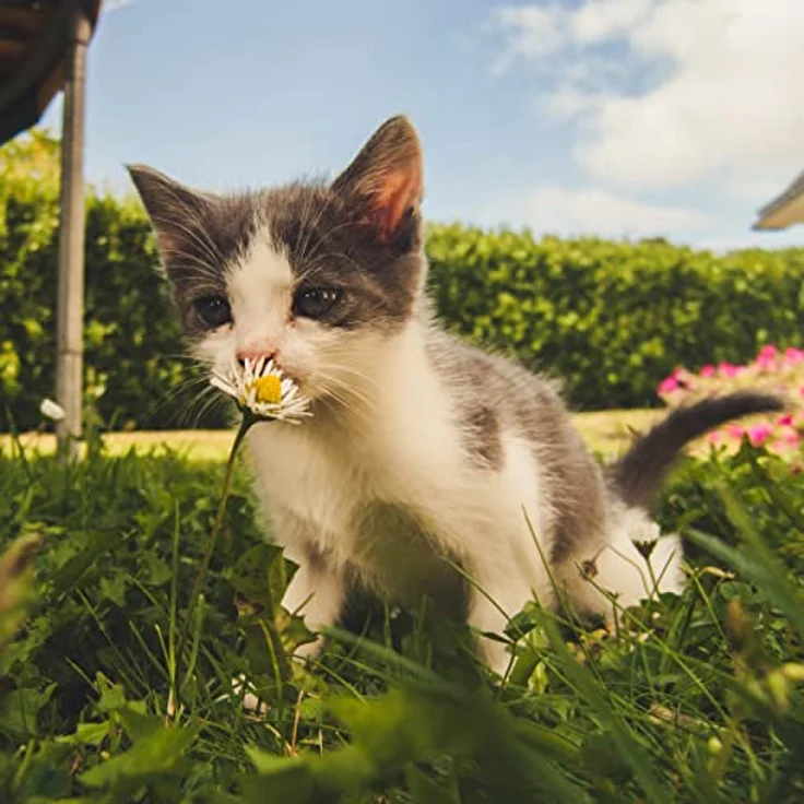 N.L. Chrestensen Dose Katzengras für 4-5 m² – Bild 7