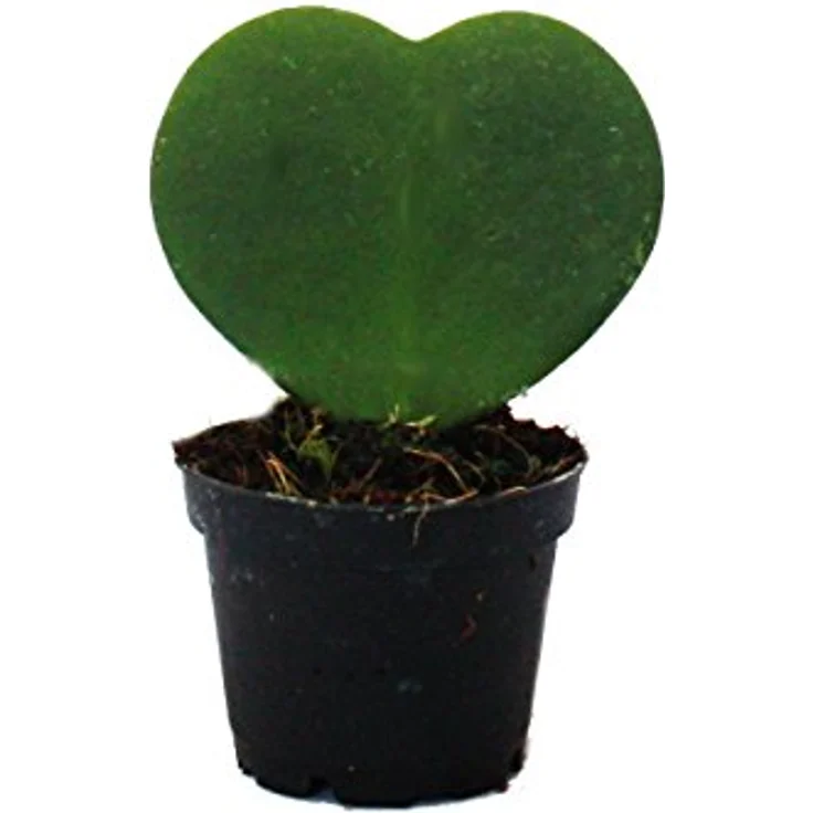 Exotenherz Hoya Kerii Herzblatt-Pflanze, pflegeleichte Zimmerpflanze im 6cm Topf, herzförmige Blätter – Bild 1