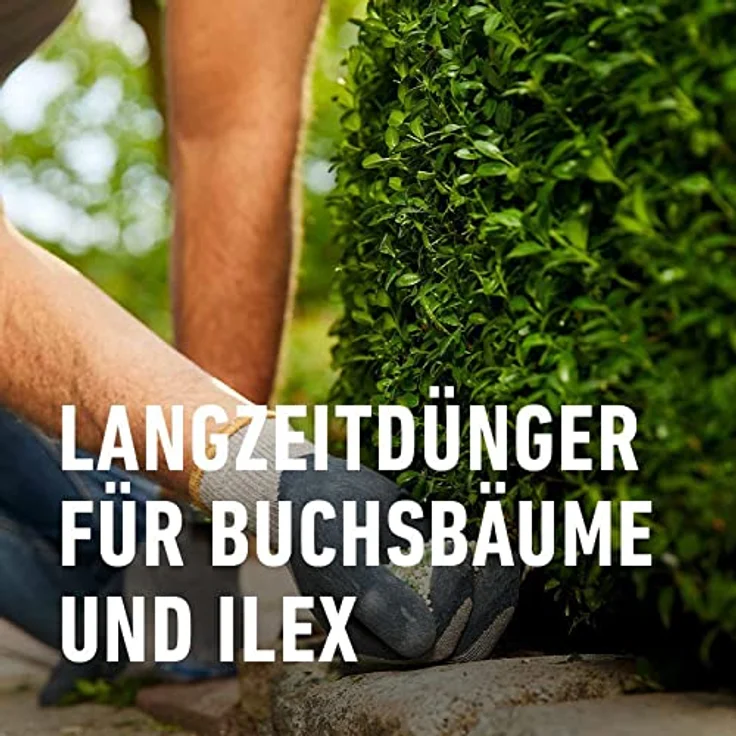 Compo Buchsbaum- und Ilex Langzeit-Dünger neu, 2 kg – Bild 3