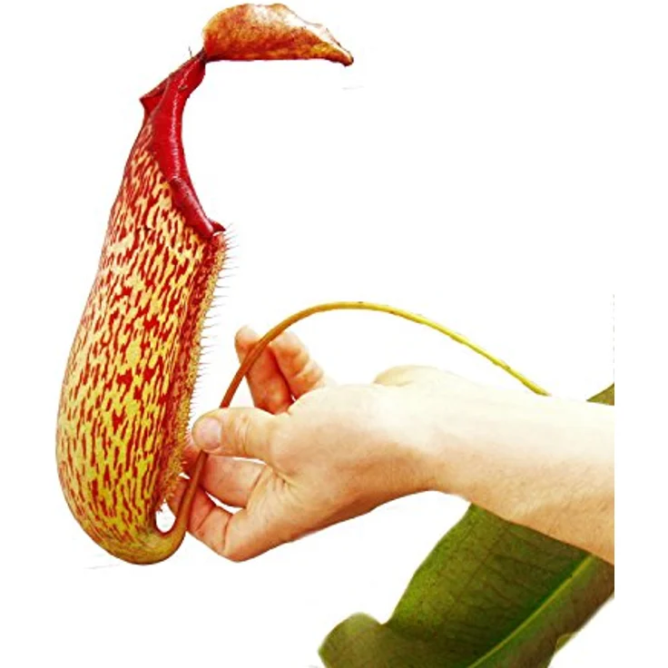 Exotenherz Nepenthes Maxima Riesen-Kannenpflanze, Ampeltopf mit bis zu 35 cm großen Kannen, tropische Fliegenfängerpflanze – Bild 3
