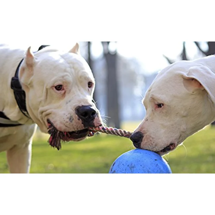 Jolly Pets JOLL050B Hundespielzeug - Ball Romp-n-Roll, 15 cm, hellblau – Bild 4