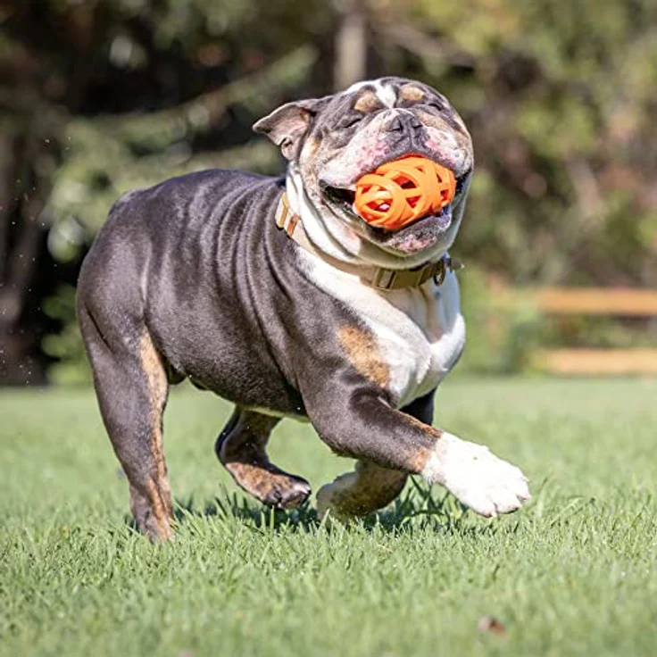 Chuckit! Cu32217 Breathe Right Football, kleiner Rugbyball für Hunde, hohles Netzdesign für optimale Luftzirkulation, 14 x 3,5 x 3,5 cm – Bild 2