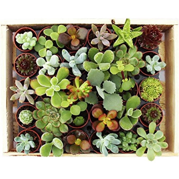 Exotenherz Mini-Sukkulenten Set, 30 Pflanzen in 3,5cm Töpfen mit Holzkiste, ideal für Sammler – Bild 2