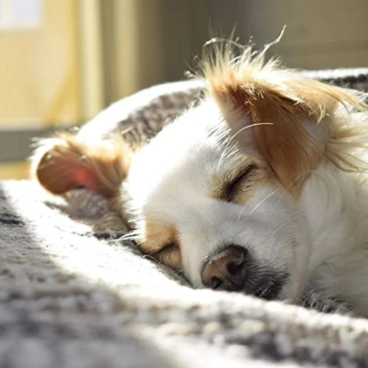 vitazoo Hundebürste/Katzen Bürste - Haustier Bürste geeignet für Langhaar, Kurzhaar, Hunde, Katzen und andere Tiere – Zupfbürste Hund & Katze – einfaches Reinigen – Bild 4