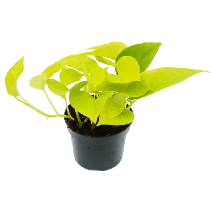 Exotenherz Efeutute Set, Trio mit 3 verschiedenen Epipremnum Arten, rankend, 12cm Töpfe – Bild 2