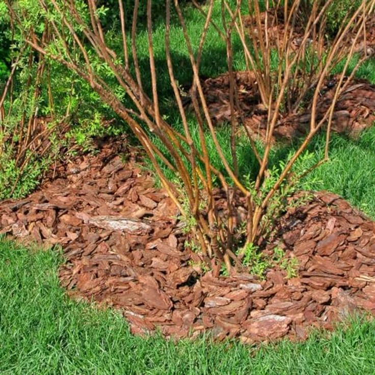 GALAMIO Pinienrinde Deko Plus, Rindenmulch aus Mittelmeerkiefer, 60-100mm, 720l (60l x 12 Säcke), für Garten und Terrarium, dekorativer Bodenbelag, umweltfreundlich und langlebig – Bild 5