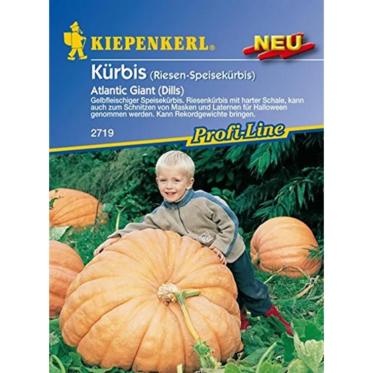 Kiepenkerl Kürbis Atlantic Giant (Dills) – Bild 2