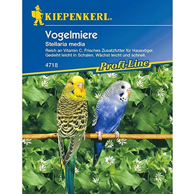 Kiepenkerl Vogelmiere Stellaria media – Bild 2