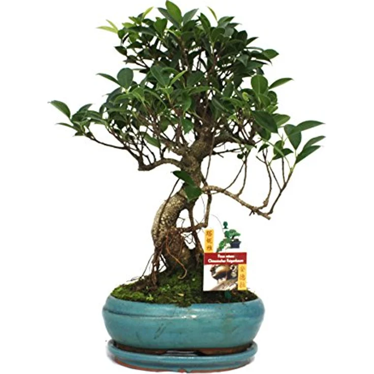 Exotenherz Bonsai Chinesischer Feigenbaum Ficus Retusa, ca. 8 Jahre, Höhe 28 cm, Schale 18x12 cm, handgearbeitet – Bild 1