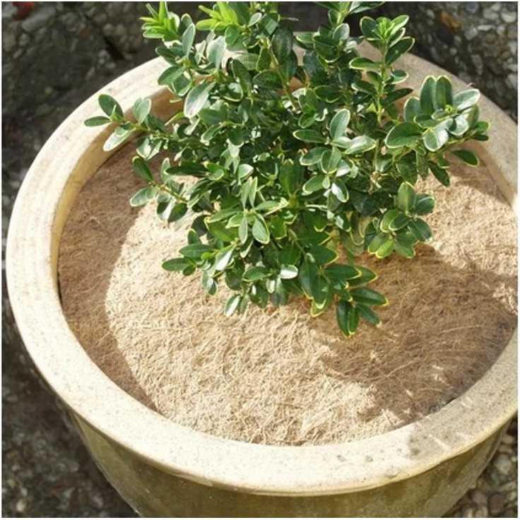 NOOR Kokosscheibe Durchmesser 37 cm