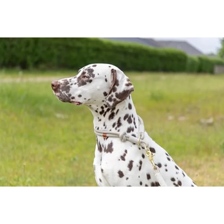 TRIXIE Soft Rope Hundeleine, L-XL 1,0 m/13 mm, hellgrau - robuste Leine für große Hunde mit Trigger Snap Hook, ergonomischer Handschlaufe und strapazierfähigem Nylon – Bild 3