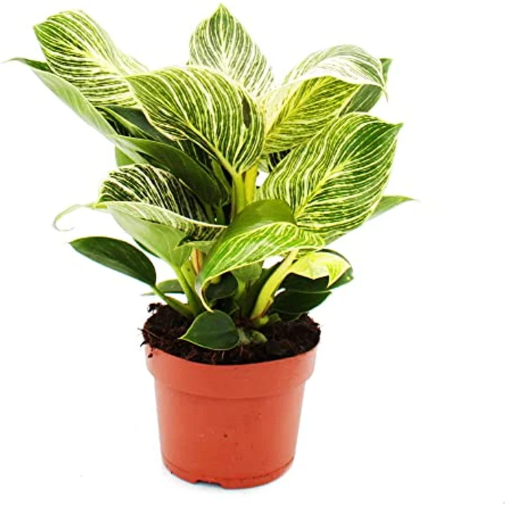 Exotenherz Philodendron White Wave, Weißgestreifter Baumfreund mit 12cm Topf, ca. 25-30cm hoch, halbschattiger Standort – Bild 1
