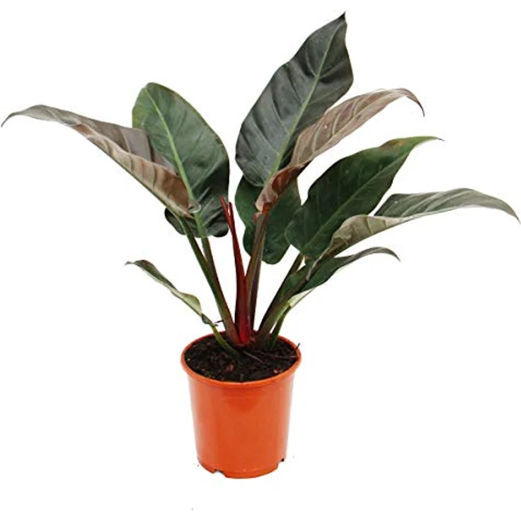 Exotenherz Philodendron Imperial Red, Zimmerpflanze mit rot-farbenen Blättern, 19cm Topf, ca. 50-60cm hoch – Bild 2