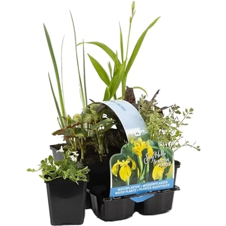 Bloomique 6er Set Heimische Teichpflanzen, Winterhart, für Miniteich in Zone 1 & 2, Höhe 15-25 cm, Topf 9 cm – Bild 1