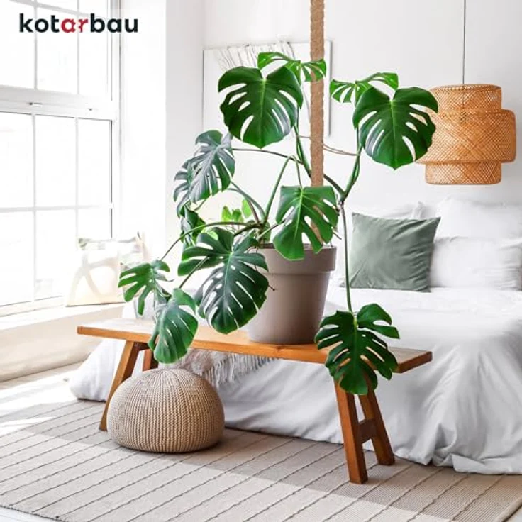 KOTARBAU® Moosstab für Monstera Kokos Natural, 2er Set Rankhilfe ⌀3,2 x 180cm aus Kokosfasern, stabil und dekorativ – Bild 2