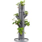 Gusta Garden SISSI STRAWBERRY Erdbeerbaum Starter Anthrazit - Vertikales Pflanzsystem für gesunde Erdbeeren