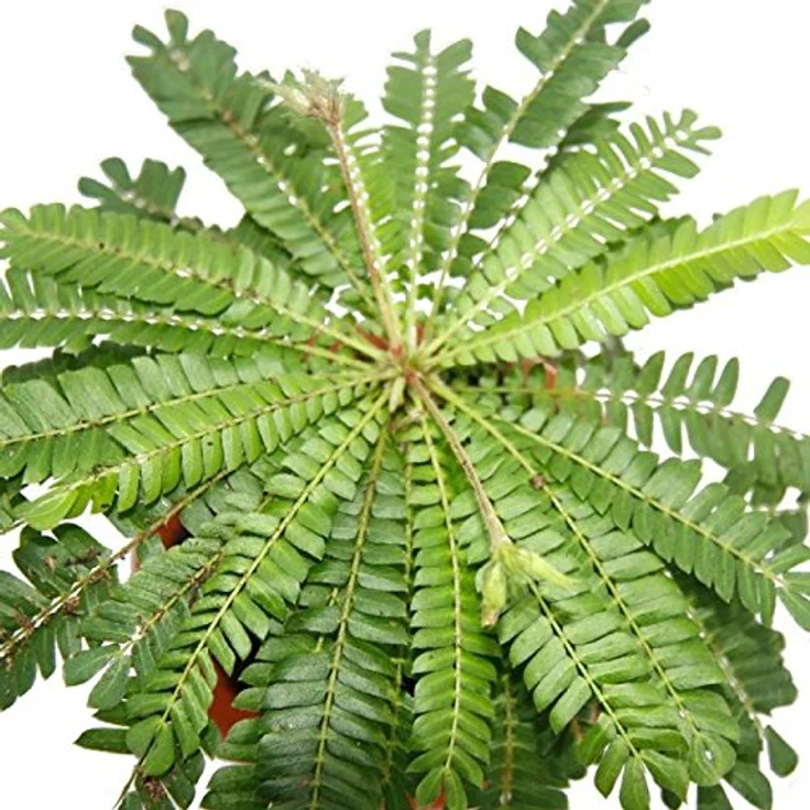Exotenherz Biophytum Sensitivum, Südseepalme 9cm im Tontopf, bewegliche Pflanze mit Tages-Nacht-Rhythmus, ideal für Kinder – Bild 2