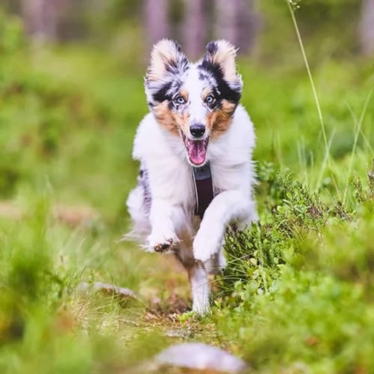 Non-stop dogwear LINE HARNESS 5.0, Ergonomisches Hunde-Geschirr mit 3 Leinenbefestigungspunkten, schwarz – Bild 7