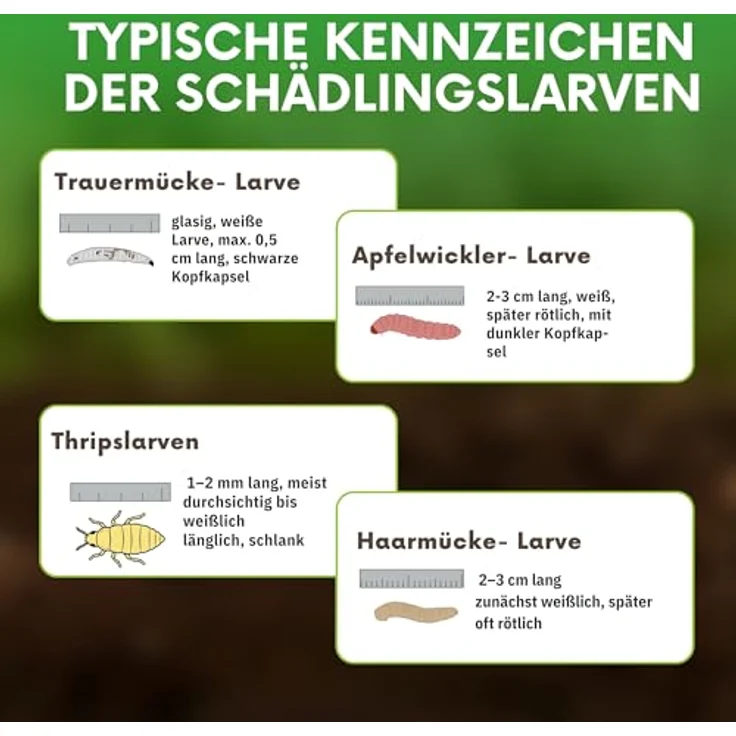 Samenshop24 SF Nematoden zur Bekämpfung von Trauermücken 10 Mio biologische Schädlingsbekämpfung – Bild 4