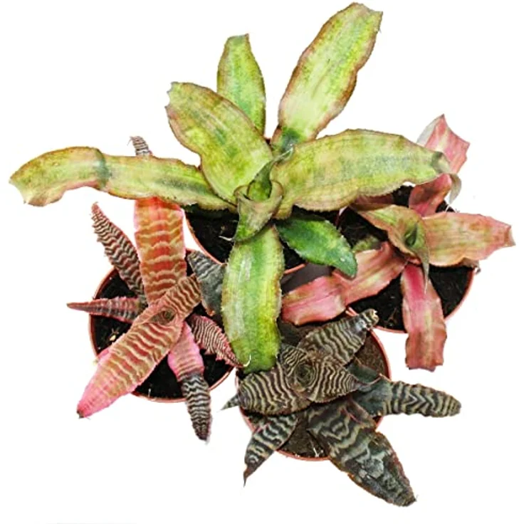 4er Set Erdbromelie - Cryptanthus - buntlaubige Pflanze - Ideal für Terrarien – Bild 2