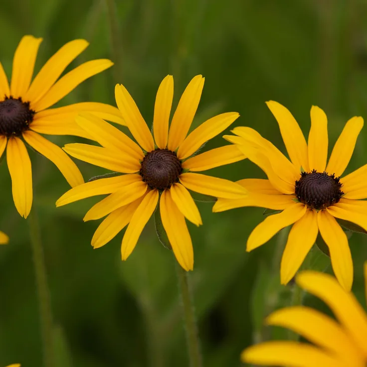 Rudbeckia fulgida var. deamii - Sonnenhut