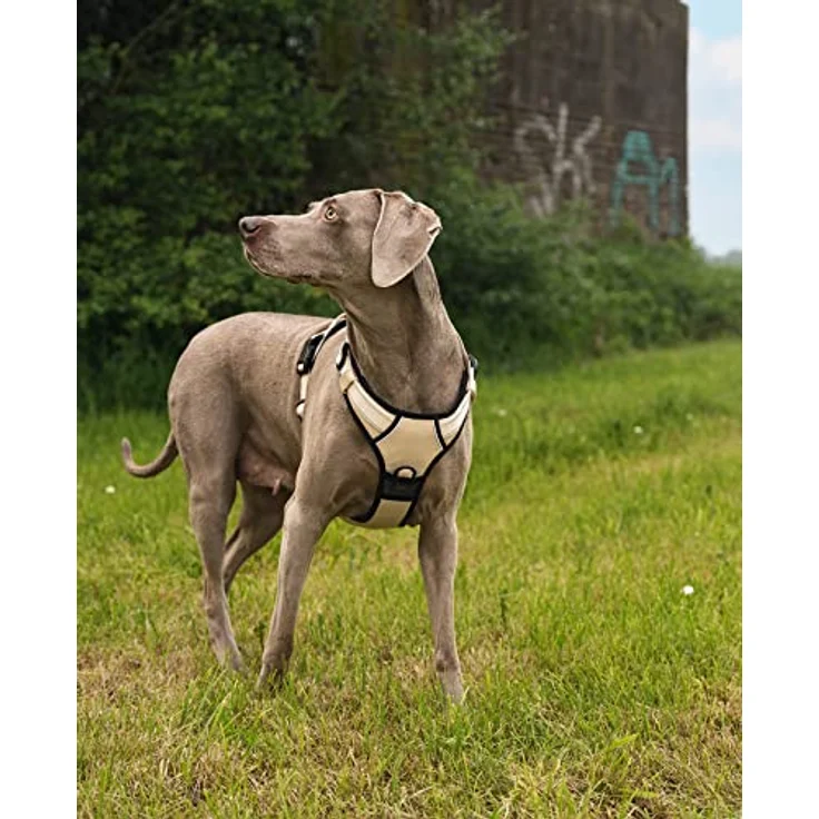 lionto Hundegeschirr XL, gepolstertes Anti-Zug Geschirr aus weichem Nylon mit 2 Ringen, 4 Einstellgurten, 2 Klickverschlüssen und gummiertem Griff, reflektierend, beige – Bild 2