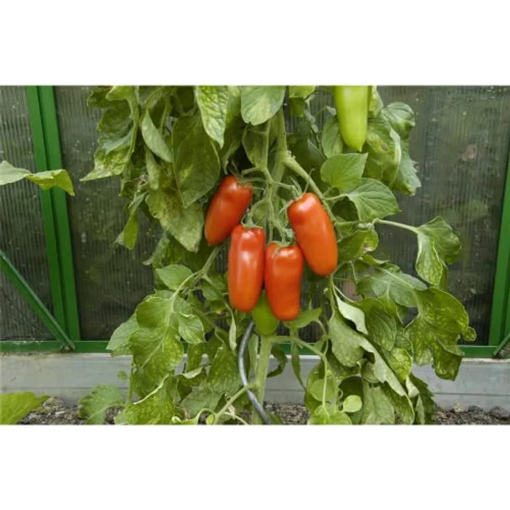 Kiepenkerl Tomate San Marzano 2 – Bild 7
