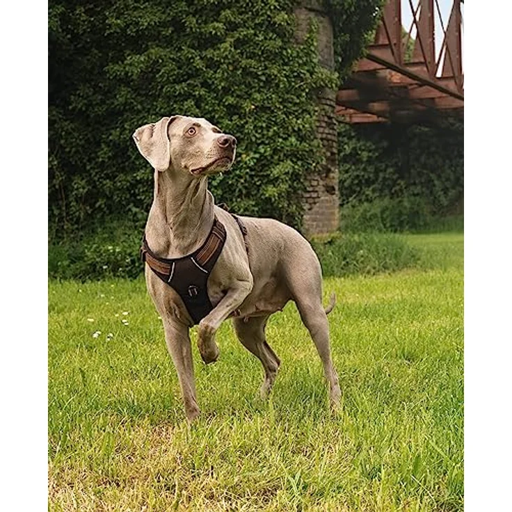 lionto Hundegeschirr gepolstert aus Nylon, Größe L, reflektierend, Anti Zug mit 2 Ringen & 4 Einstellgurten, braun – Bild 2