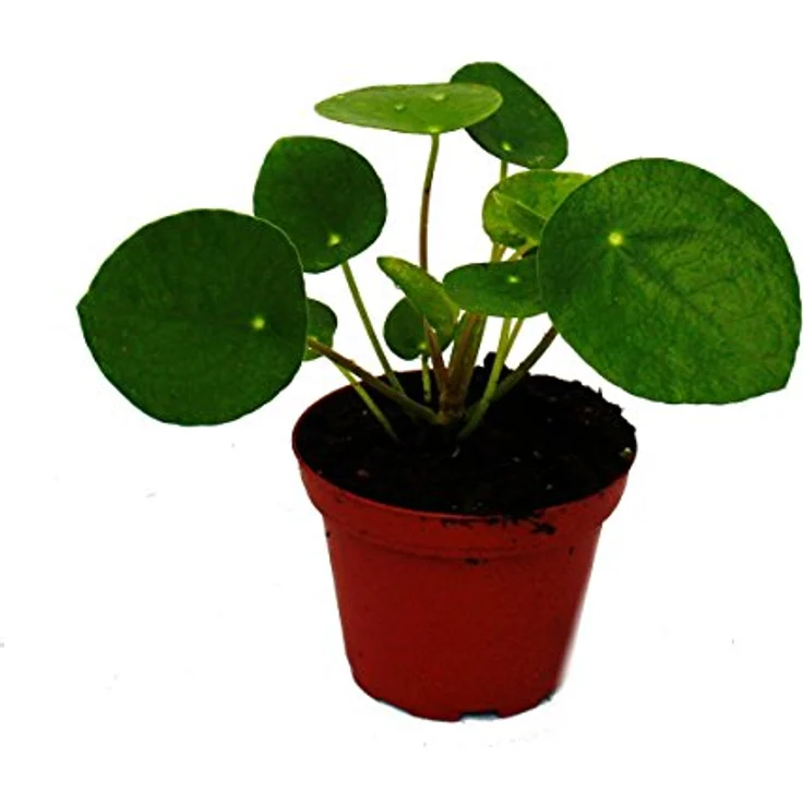 Exotenherz Mini Pilea Peperomioides, Glückstaler & Bauchnabelpflanze im 5,5cm Topf, besondere Zimmerpflanze aus Südchina – Bild 1