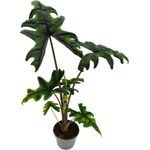 Exotenherz Alocasia Tandurusa Jacklin, tropische Zimmerpflanze mit pfeilförmigen Blättern, 12cm Topf, Höhe 40-50cm