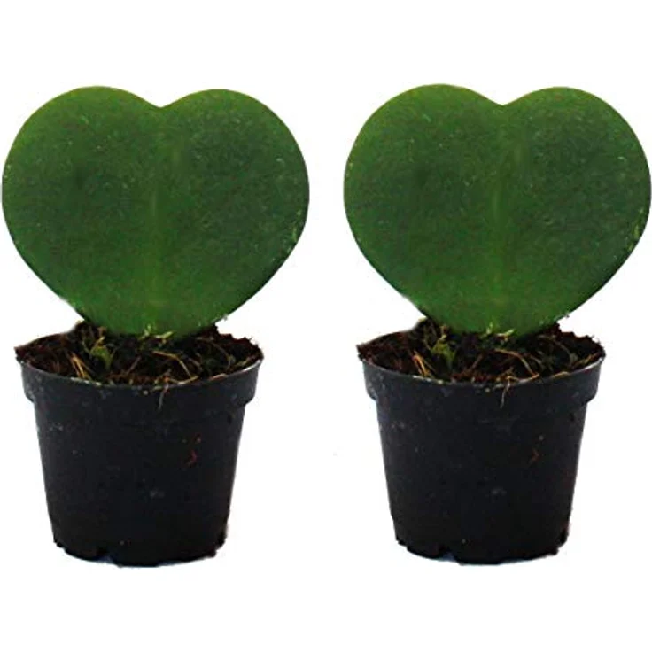 Exotenherz Hoya Kerii Herzblatt-Pflanze Set, 2 Stück im 6cm Topf, pflegeleicht und ideal als Geschenk – Bild 2
