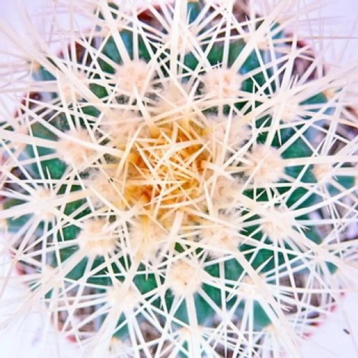 Exotenherz Echinocactus Grusonii, Schwiegermutterstuhl im 5,5 cm Topf, ca. 6-8 cm Höhe, pflegeleichte Zimmerpflanze – Bild 3