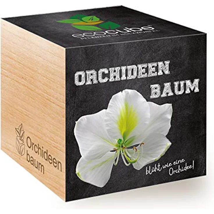 Feel Green Ecocube Orchideenbaum, Anzuchtset für Orchideen mit biologisch abbaubaren Komponenten, nachhaltige Geschenkidee, Made in Austria – Bild 1