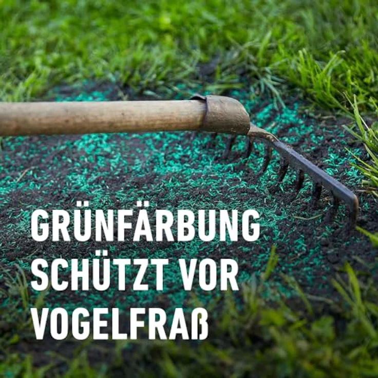COMPO SAAT Schatten-Rasen, strapazierfähige Rasensamen-Mischung für schattige Lagen, 2 kg für 100 m² – Bild 5