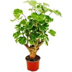 Exotenherz Polyscias Balfouriana, Weißbunte Fiederaralie, pflegeleichte Zimmerpflanze, 12cm Topf, 25-30cm hoch