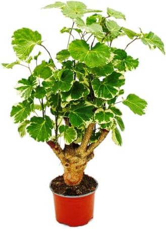 Exotenherz Knigswein Cissus Rhombifolia 'Ellen Danica', 19cm Ampeltopf  hngende Zimmerpflanze mit tiefgrnen Blttern: Tests, Infos &  Preisvergleich