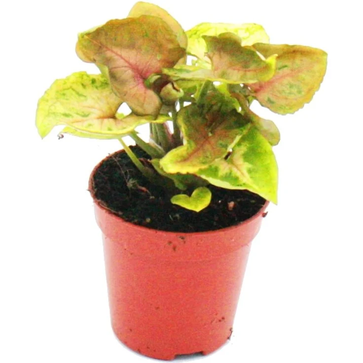 Exotenherz Syngonium Purpurtute, Minipflanze im 5,5cm Topf, ideal für kleine Schalen und Gläser – Bild 1