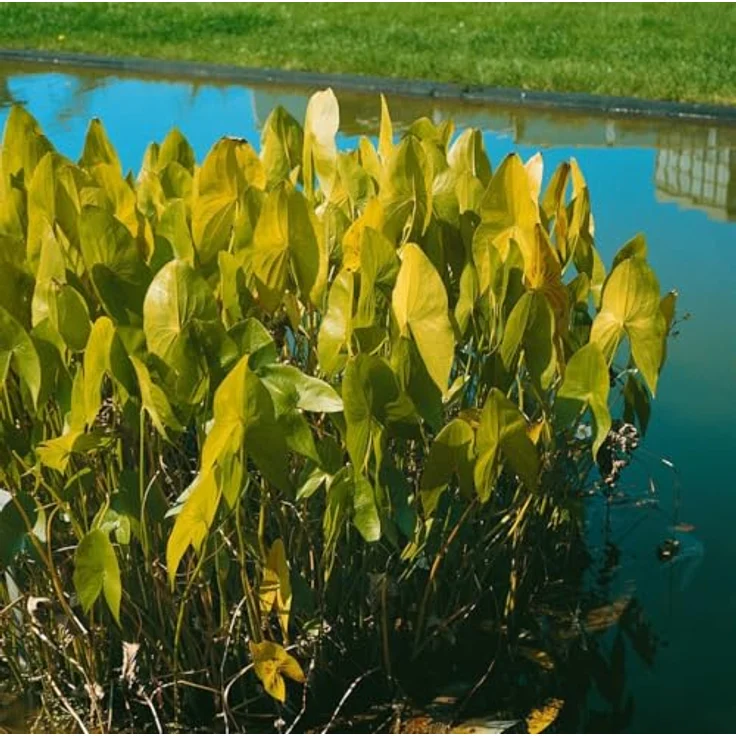 PlantaPro Sagittaria sagittifolia ssp. sagittifolia, Winterharte Wasserpflanze im 9x9 cm Topf – Pflegeleichtes Pfeilkraut für Teichrand & Flachwasser – Bild 4