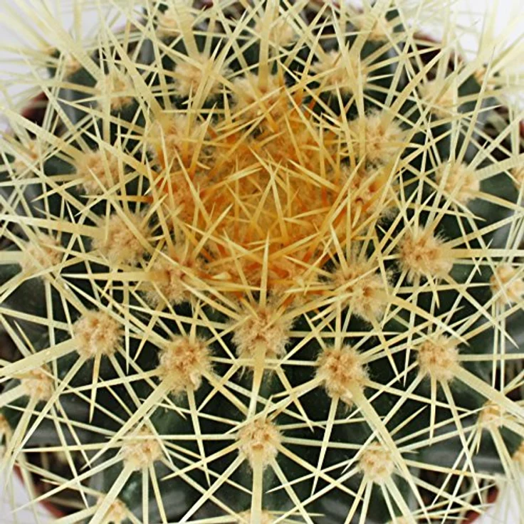 Exotenherz Echinocactus Grusonii Schwiegermutterstuhl, Zimmerpflanze im 12cm Topf, 18-22cm hoch, pflegeleicht – Bild 2