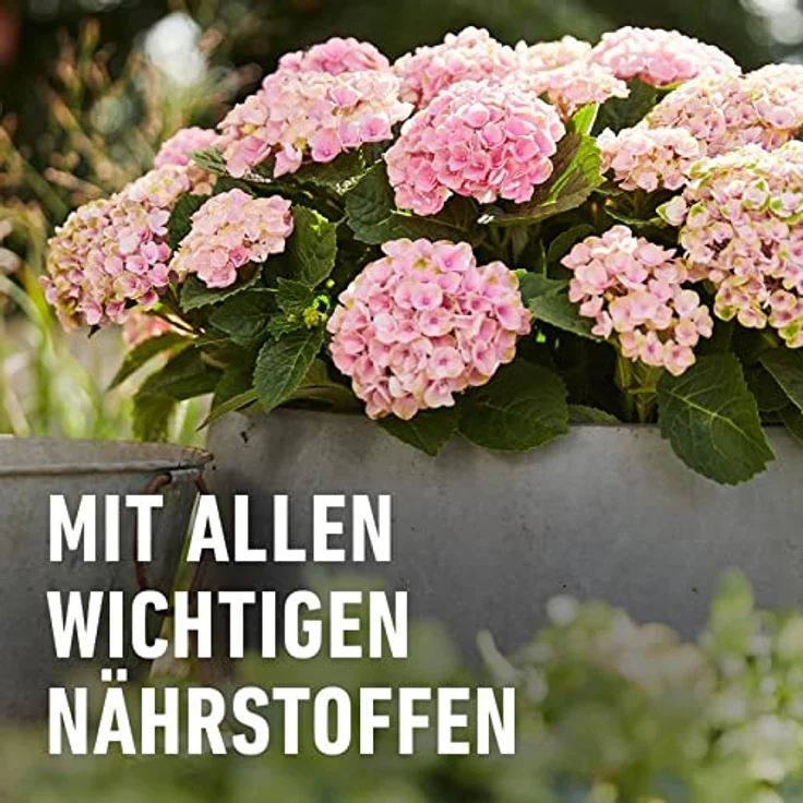 Compo Blühpflanzendünger 500 ml – Bild 6