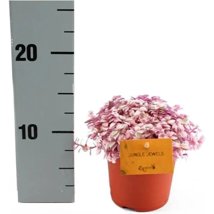 Exotenherz Callisia Rosato Pink Lady, pflegeleichte Zimmerpflanze im 11cm Topf, liebt hellen Standort und bildet weiße Blüten – Bild 1