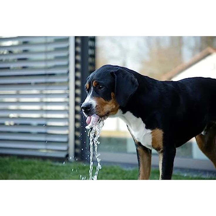 KERBL 80542 Wasserspringbrunnen Bubble für Hunde, Spiel- und Trinkbrunnen – Bild 5
