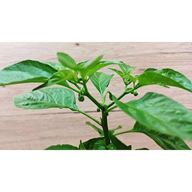 Feel Green Ecocube Chili Carolina Reaper, Anzuchtset mit Schärfegrad 10+ und 2.2 Millionen Scoville, 100% Eco Friendly, Made in Austria – Bild 5