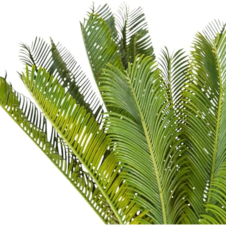 MID.YOU Kunstpflanze Grün, Kunststoff, 70x70x70 cm, inkl. Topf, Real-Touch-Oberfläche – Bild 2