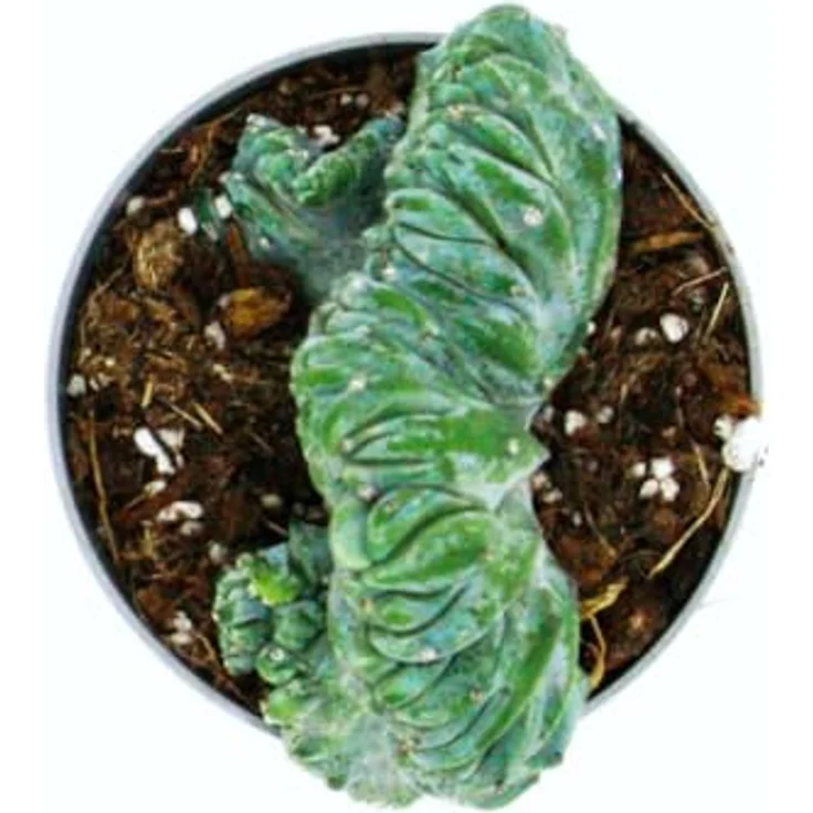 Exotenherz Myrtillocactus geometrizans Cristata, Heidelbeerkaktus in Kammform, 6,5 cm Topf, einzigartige blaue Sukkulente – Bild 3