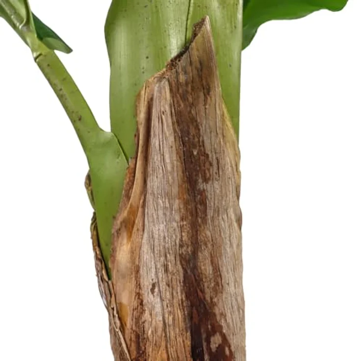 hjh OFFICE Kunstpflanze BANANE I 150cm Deko Kunstpflanze Pflegeleichte Bananenpflanze Kunstbaum für Wohnzimmer Schlafzimmer Büro, detailgetreue Optik, geruchsneutral, creme-weißer Kunststofftopf – Bild 4