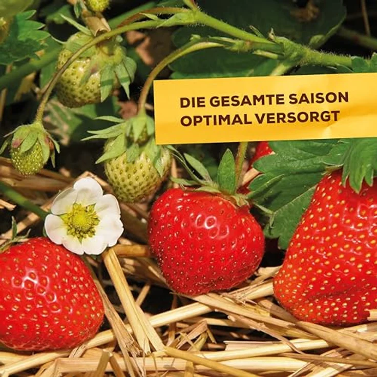 Solabiol Beeren- & Obstdünger, Spezialdünger mit Sofort- und Langzeitwirkung für Obstpflanzen, 1,5 kg – Bild 4