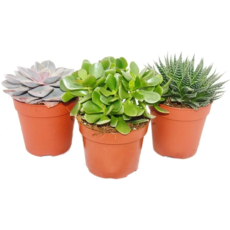 Exotenherz 3Er Set Sukkulenten, Pflegeleichte Pflanzen im 12cm Topf, 3 verschiedene Arten