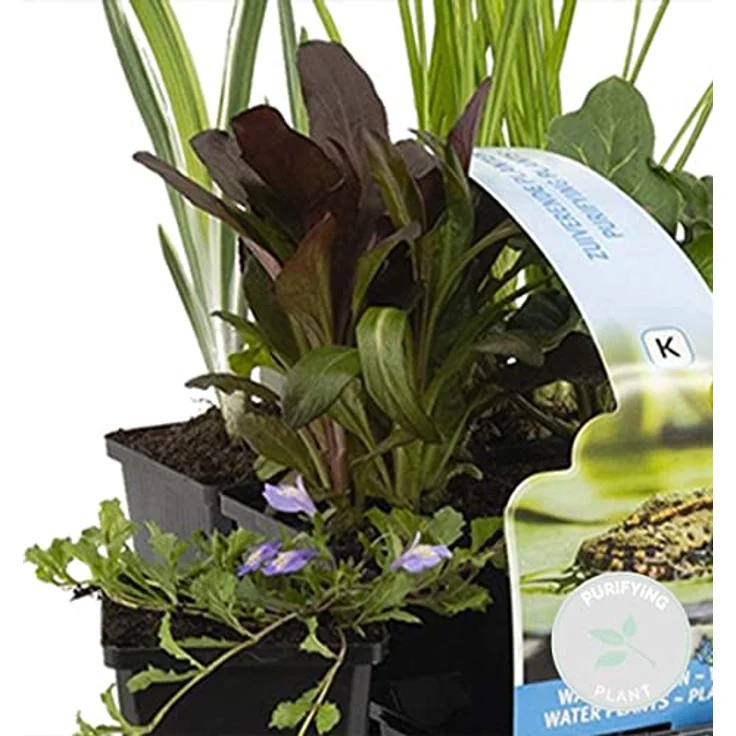 Bloomique 6er Set Reinigende Teichpflanzen, Winterhart für Miniteich, Höhe 15-25 cm, Topf 9 cm, Zone 1 & 2 – Bild 2